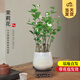 開(kāi)時(shí)果 茉莉花盆栽帶花苞 花卉植物桌面綠植好養盆景擺件源頭直發(fā)包郵 茉莉花+絢彩盆+托盤(pán)+木托