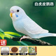 虎皮鸚鵡活體寵物鳥(niǎo)活物小鳥(niǎo)活鳥(niǎo)鸚鵡小活物手養虎皮鸚鵡一公一母 白虎皮【公】