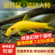 金苔鼠清道夫觀(guān)賞魚(yú)錦鯉斑馬魚(yú)清潔除藻工具魚(yú)熱帶小型大號碼魚(yú) 4~6CM3條送1條 共4條