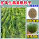 蓿蕾進(jìn)口牧草種子黑麥草高蘇丹草苜蓿草玉米草牧草種籽魚(yú)草兔豬牛羊雞 多年生黑麥草種子【畝用量10斤】 5斤裝