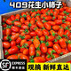 丹東409花生小柿子現(xiàn)摘現(xiàn)發(fā)當季新鮮水果小番茄酸甜小西紅柿 3斤