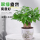 泰西絲三桿發(fā)財樹盆栽易活客廳桌面綠植擺件+花好月圓陶瓷盆 源頭直發(fā)
