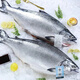 新西蘭進(jìn)口帝王鮭 三文魚(yú) 冰鮮刺身整條現切中段魚(yú)腩即食生魚(yú)片 帝王鮭一整條 去內臟 10- 11斤 高端食材