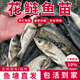 批發(fā)花鰱魚(yú)苗特大淡水養殖食用活魚(yú)苗胖頭魚(yú)白鰱鳙雄魚(yú)冷水大頭魚(yú)苗 花鰱魚(yú)苗6-8cm 30條