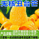 【純甜】海南正宗小臺農(nóng)芒果應(yīng)季新鮮熱帶水果薄皮小芒果整箱批發(fā) 正宗海南小臺芒【大果更甜】產(chǎn)地直發(fā) 帶箱4.8-5.5斤【小果】