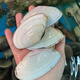 海蘊極鮮【活鮮】鮮活白刀貝 新鮮貝類(lèi)野生海鮮水產(chǎn)送父母長(cháng)輩 1000g 14-20只左右）