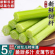 順豐正宗崇明甜桿甜蘆粟甜高粱桿小甘蔗新鮮3/5斤現(xiàn)砍中斷整箱MM 1斤整箱