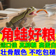 角蛙吃的蟲子鐘角蛙類零食吃什么飼料補(bǔ)充蛋白質(zhì)營養(yǎng)面包蟲干糧食 【面包蟲干】爬寵最愛 365ml