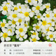 海蒂的花園酢漿草種球多年生好養(yǎng)花卉植物陽臺庭院球根多色綠植 酢漿草螢月(5球裝)