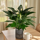 【懶人自吸水】白掌盆栽