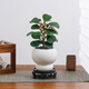 八芽小盼菩提樹(shù)盆栽植物室內(nèi)禪意盆景辦公室桌面好養(yǎng)凈化空氣觀葉綠植 小盼菩提-月光雙球盆-密胺托盤(pán) 帶盆栽好