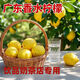 檸檬鮮果正宗廣東香水檸檬9斤 奶茶店批發(fā)大果專用多汁整箱直銷 黃檸檬 9斤裝（單果70-100g）
