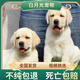 拉布拉多幼犬高智商寵物狗狗 血統(tǒng)級 公