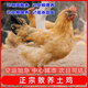 農(nóng)家散養(yǎng)土雞金鳳土雞正宗跑山雞走地雞月子雞母雞新鮮現(xiàn)殺整只裝 散養(yǎng)土母雞凈重3.22斤-3.5斤