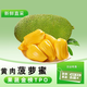 閩農(nóng)語果菠蘿蜜整個(gè)海南黃肉菠蘿蜜 熱帶水果菠蘿蜜水果菠蘿蜜干果 【黃-肉】15-20斤 菠蘿蜜整個(gè)精品果