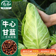 壽禾 牛心甘藍種子苗卷心菜包菜蔬菜種籽 港翠牛心甘藍種子100粒*2袋