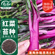 壽禾 洪山紅菜苔種子苗農(nóng)家種菜心秋季蔬菜籽 金秋紅菜苔種子10g/袋*2
