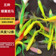 蝶翼斑馬魚長尾長鰭觀賞魚冷水小型淡水金魚活體好養(yǎng)淡水觀賞魚 小號(hào)隨機(jī)1.5-2cm10+2條備損發(fā)12