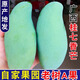 正宗廣西百色桂七芒果10斤大果新鮮桂7芒香芒當(dāng)季熱帶水果包郵 5斤 【特大果】個(gè)大肉多