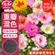 壽禾 重瓣太陽(yáng)花種子苗混色大花四季播花種籽 重瓣太陽(yáng)花種子約8000粒