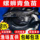 螺絲青魚(yú)苗批發(fā)淡水活魚(yú)苗次日達附近本地特大螺螄青黑鯇草魚(yú)苗烏青魚(yú)苗 10條8-10厘米青魚(yú)苗【送10%防損】