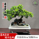 卓美御庭羅漢松盆景室內(nèi)外桌面辦公室庭院老樁真樹(shù)迎客松高端盆栽綠植擺件 精品羅漢松01號(hào)