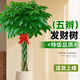花財主大型植物 辮子發(fā)財樹(shù)綠蘿綠植 各種大盆栽吸甲醛盆栽開(kāi)業(yè)喬遷慶典 辮子發(fā)財樹(shù)1.7-1.8米 含盆