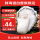 鮮海道 鮮活乳山生蠔4XL 凈重5斤 10-14只 生鮮海鮮貝類 源頭直發(fā)