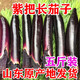 山東特產(chǎn)農家自種紫茄子長(cháng)茄子現摘現發(fā)新鮮蔬菜紫把茄子紫褲燒烤 紫把長(cháng)茄五斤
