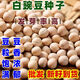 白豌豆種子糧食種豌豆高產(chǎn)晚熟有須品種大田菜園播種蔬菜簡(jiǎn)單易種 白豌豆種子【五斤】
