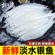 北海灣 新鮮小銀魚 鮮活冷凍面條魚小銀魚生鮮銀魚仔白飯魚大銀魚無刺 230g*2袋凈重 精品小銀魚3-5cm