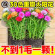 愛(ài)你一萬(wàn)年重瓣太陽(yáng)花苗宿根枝條帶根帶花苞盆栽室內外好養花卉綠植四季開(kāi)花 重瓣 20枝 8-10色 無(wú)根【特惠體驗裝】 不含盆