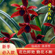蘭花苗建蘭天紅名貴新品蘭花世界上超濃香的室內(nèi)好養(yǎng)花卉綠植盆栽 天紅8苗連體裸根 帶花肥+1包土