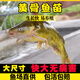 四川黃辣丁魚(yú)苗黃骨魚(yú)苗黃顙魚(yú)苗淡水養殖食用黃丫頭黃鴨叫昂刺魚(yú) 3-5厘米黃骨魚(yú)贈送10% 30條