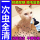 寵物殺菌止癢沐浴露溫和除臭除螨驅(qū)蟲沐浴飄香波清爽皮膚貓沐浴露 【1瓶裝 】驅(qū)蟲沐浴露