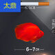血紅鸚鵡魚活魚發(fā)財(cái)魚熱帶觀賞魚淡水風(fēng)水魚苗元寶血紅財(cái)神精品魚 6-7cm鸚鵡幼魚1條 僅[限1條]多拍