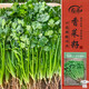 壽禾 香菜種子苗小葉四季盆栽菜種籽 濰豐小葉香菜籽種子15g約2900粒