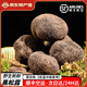 云南新鮮黑松露 空運(yùn)冷鏈牛排刺身食材 野生菌高黎貢山可泡酒禮盒 3-4cm新鮮黑松露【茶白色】 500g 家庭實(shí)惠裝-刺身調(diào)料
