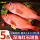 【京東冷鏈】紅石斑魚鮮活冷凍刺少肉厚大紅魚龍膽富貴魚海魚海鮮 紅石斑魚1.8斤-2斤/條 鮮活速凍超大紅石斑魚5條