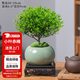 花翁老樁植物室內(nèi)盆栽花卉 小葉赤楠盆景+綠冰裂釉陶盆+底座源頭直發(fā)