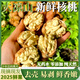 朵芮蜜2025大涼山去青皮新鮮濕核桃薄殼孕婦零食非紙皮核桃應(yīng)季補(bǔ)腦鮮果 精品大果凈重5斤送夾子