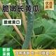 密之藍(lán)天現(xiàn)摘現(xiàn)發(fā)農(nóng)家新鮮蔬菜長(zhǎng)黃瓜線水黃瓜綠黃瓜味濃嫩脆蘸醬生鮮生吃 500g