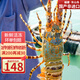 攜宴福建東山縣發(fā)貨活凍大花龍蝦錦繡花龍蝦大青龍蝦端午禮盒送禮 大青龍1.1-1.3斤/只