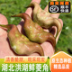 橙小士【順豐快遞】湖北洪湖嫩菱角新鮮生新鮮脆甜嫩生吃大青棱角凌角 3斤新鮮菱角