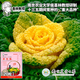 IDEAL黃玫瑰白菜種子菊花心奶油黃心菜蔬菜中籽耐寒黃心烏塌菜種子大全 獨(dú)家【黃玫瑰白菜】20粒種子