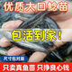 四川大口鯰魚(yú)苗淡水養殖食用活體河鯰土鯰魚(yú)二須鯰肉食塘鲺鯰魚(yú)苗 大口鯰魚(yú)苗4-6厘米贈送10% 15條