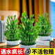京厽富貴竹耐養易活水培編織寶塔桌擺美化環(huán)境空氣室內魚(yú)缸擺件小植物 帶根易活5層編織竹塔型+荷花盆+營(yíng)養液