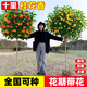 桂花大樹(shù)北方耐寒四季開(kāi)花金桂苗丹桂狀元紅庭院門(mén)前矮樁花卉綠植 精選桂花(4公分粗)冠幅爆滿(mǎn)