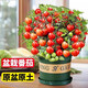 芭芽矮生小番茄苗盆栽帶花帶果四季開(kāi)花圣女果西紅柿苗水果陽(yáng)臺爆果 紅矮生番茄盆栽 1盆【送小肥料】