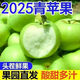 正宗青蘋果新鮮應(yīng)季孕婦水果鮮采脆甜酸蘋果小富士平果一整箱包郵 凈重1斤【新鮮采摘嘗嘗鮮】